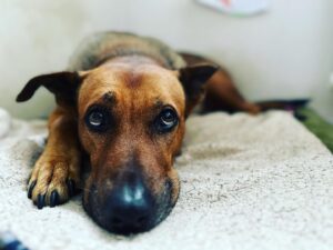 Lenka Zahradnická Instagram - …..příběh na pokračování.
Františka.
Za chvilku to bude měsíc, co jsme přešly na barf a dlužím Vám informace, jak se to vyvíjí.
Na krevních testech jsme zatím znovu nebyly, takže budu vyprávět pouze jako pozorovatel své chlupaté lásky.
Františka s přechodem na barf neměla absolutně žádný problém, naopak vše kvitovala.
Zeštíhlela, osvalila se, srst má výstavní, přestala žrát kila trávy a je to hravej veselej pes.
Samozřejmě úměrně ke svému věku, ale je to fakt rozdíl.
Co mě překvapilo, že rázem její stolice je o polovinu menší. 
Poprvé jsem se u sběru zarazila, že tohle nemůže být po Františce, ale maximálně po bišonkovi:-).
Zkrátka a dobře dějou se věci a já cítím, že správným směrem!
A protože je to dáma, začala si občas vybírat, které maso chce a které ne. Velkou výhodou je, že Hanka z @krmimmasem.cz je obří profík a člověk oddaný své práci, takže když jsem jí hysterická volala, že je problém, okamžitě mi pomohla, poradila a ještě mi dala pocit, že má starost je nádherná-nikoliv hysterická.
Jedeme dál a jsem strašně zvědavá na výsledky laboratoře!
Barfu zdar! 
#krmimmasem #barf #cestakezdravi #frantiska #jedemedal
