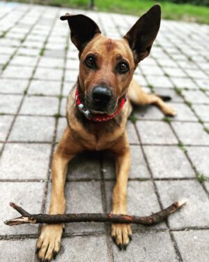 Lenka Zahradnická Instagram - Františka, láska naše chlupatá.
Nějak mám pocit, že Vám dlužím opět zprávu a téhle nedílné součásti našich životů.
Fotka je z dneška, tak už podle ní si můžete relativně udělat obrázek.
Dle mého soudu se Františce neskutečně ulevilo.
Za prvé ztratila nadbytečnou vodu, osvalila se, zhubla a mám pocit, že získala nový vítr do plachet. 
Působí jako by jí bylo pět. 
Má neskutečný apetit -
ano stále barfujeme.
Pochopitelně si carevna začala slušně vybírat, co chce a co ne, ale postupně jsme se v tom obě začaly lépe orientovat a snažíme se si vyjít vstříc.
To znamená, že i madam občas sleví a já taky lehce ustoupím z toho jí tam za každou cenu narvat ovoce a zeleninu. 
Učíme se to spolu!
Zrak je někdy lepší, někdy horší.
Důležité je, že jsme se v tom naučily chodit. 
Posloucháme se a odpadla i hysterie a lítost-ano bylo to zejména z mé strany.
Ona prostě bez keců a sebelítosti pracuje s tím co má, a chuť do života jí to rozhodně nesebere.
Velká učitelka!
Na krevní testy půjdeme, ale teď jí tím nechci zatěžovat. 
Přece jen trpí fobií z bílých plášťů a v současné chvíli to opravdu není akutní. 
Děkuju @krmimmasem.cz za osvícení, protože to opravdu funguje.
Viditelně je té naší holce líp!!!!
#frantiska #fena #kralovna #laskachlupata #pesnejlepsipritelcloveka