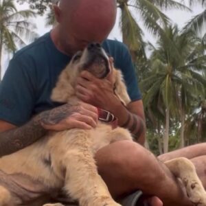 Leon Logothetis Instagram - I LOVE This ❤️
...
Dogs are so much more than just a pet. To many of us they are out everything. 

If you can name all the dogs in this video you can have 1000 internet points 😅

Great audio from daisythegoldiee 🥰🥰🥰

#dogs #dogsofinstagram #rescuedog
Repost: niall.harbison

#kindness #thekindnessdiaries #leonlogothetis #bekind #gobekind #randomactofkindness #spreadkindness #kindnessmatters #choosekindness #channelkindness #kindnessrocks #youmatter #kindnessdiaries #randomactsofkindness #alwaysbekind #rak #kindnessisstrength #empathymatters #attitudeofgratitude #kindnesssuperhero