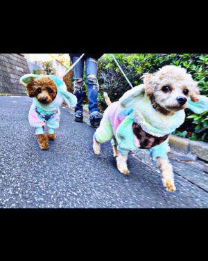 Léona Hirota Instagram - ここ数日、左股関節の炎症のため、体重をかけないで！に従い、リビングに布団敷いてほぼ寝たきり…か、ヨギボーの上😅
でもいつもプー達が私の上に乗って寝ているので可愛すぎて癒されてます😂💕ワンコ偉大
動かなければ治るを信じて…
手術前に断捨離してしまったので水着がない…長袖で腰回りがポンッてなってる水着ないかな…あるわけないか…😭
唯一、水泳だけ許されている運動なんで😅
明日は久しぶりに歩くのだ
表参道だし…綺麗に歩きたいのだ😂　
@hirota_toypoo 

#肺腺癌手術して左上部全部取ってリンパ9個取ったよね😅　#左股関節炎症で脚ひきずってる😂
#でも社長業やってるし、映画も撮影中…ちょっとずつだけど😅
#健康が1番尊いわよ
#今日も映画界隈ではレオナは絶対死なないなと言われている事を知る…なんだか勇気づけられているのか馬鹿にされているのか…😂
#ストレスフリーでちゃんと仕事がモットーです！