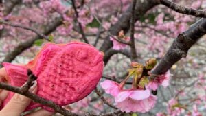 Léona Hirota Instagram - 毎年恒例の河津桜🌸
今年も行けた✨
頑張って歩いたよ👍
来年はこの桜をドローンで撮りたいな…
2年前は三浦くんのカレンダー撮影で来たね
今日は三浦くんのマネージャーの最終日でした❕
3年半、私の80%は三浦涼介でしたが、体調もあり本人を不安にさせてしまうのでね😂でもやり切った感、そして三浦涼介リボーンにちょうどタイミングも良かったのではと思っています✨
生きることはいつだって大変だけど明るく優しくいないとね☺️
感謝を忘れずに前に進むのみ💕
#河津桜
#もうすぐ還暦😂
#明るい終活