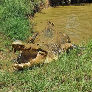 Levi Miller Instagram - The Northern Territory 🐊