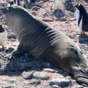 Liev Schreiber Instagram - Antarctica. Gentoo penguin mom defending her chick from a baby elephant seal.