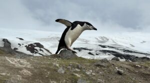 Liev Schreiber Instagram - Antarctica. Gentoo penguin mom defending her chick from a baby elephant seal.