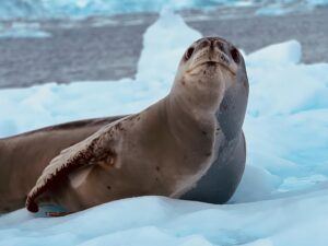 Liev Schreiber Instagram - Antarctica.