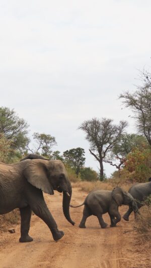 Liisi LaFontaine Instagram - Just some baby elephants trying to cross the road 🥹🐘