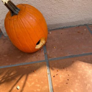 Lily Du Instagram - OCT: Squirrels ate all our pumpkins   someone ID this spider for me