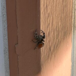 Lily Du Instagram - OCT: Squirrels ate all our pumpkins   someone ID this spider for me