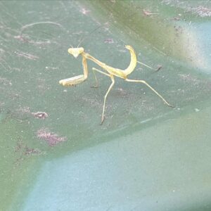 Lily Du Instagram - OCT: Squirrels ate all our pumpkins   someone ID this spider for me