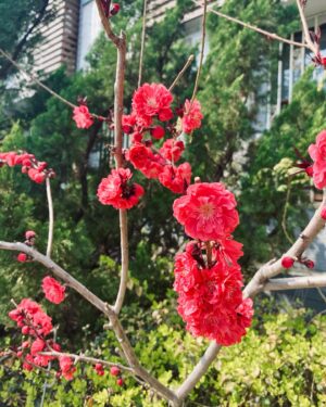 Lim Mei Fen Instagram - U must eat these 3 things before u leave Beijing. 1. Perking Duck 2. Zhajiangmian (noodles served with fried bean sauce) 3. Drink Bei Bing Yang-Chinese Juice Sparkling Soda 北冰洋-国民汽水 ….. the rest are extra bonus.