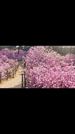 Lim Se-joo Instagram - 🌸밭