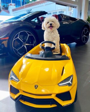 Lin Oeding Instagram - Baby Lamborghini or Vintage Motorcycle? What’s your pick 👉🏼