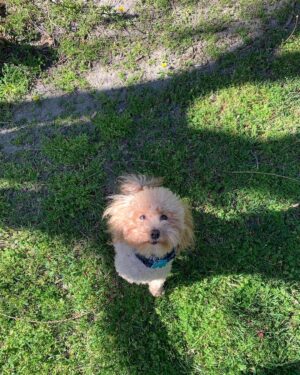 Lincoln Melcher Instagram - @jiffpom ur cancelled 🤕