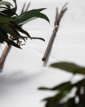 Linda Burney Instagram - History is coming home! Four spears taken by Captain Cook and Joseph Banks at the time of first contact are returning home to the La Perouse Aboriginal Community.

The return of the Gweagal Spears is a significant step forward on the journey towards reconciliation and truth-telling.

Bringing our history back home provides an opportunity for Indigenous and non-Indigenous Australians, young and old, to build a greater understanding of our shared national story.

Congratulations to the La Perouse Aboriginal Community on the decades of work and advocacy to return the Gweagal Spears, which will have a lasting positive impact on future generations.

📸 Australian High Commission in the United Kingdom