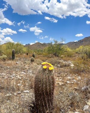 Linda Lind Instagram - Went to #Arizona and saw some giant cacti 🌵 #desert