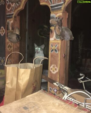 Lino Facioli Instagram - People places things pt1 ❤️: Guys, if you want to volunteer in Bhutan:  help some animals, meet some amazing people and see an incredible country, please message me or @bhutananimalrescue . Volunteers are needed