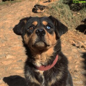Lino Facioli Instagram - Beauties from @bhutananimalrescue . H8ers gon say it photoshopped. If you are interested in volunteering in Bhutan message me or @bhutananimalrescue and we’ll try to get back to you asap!