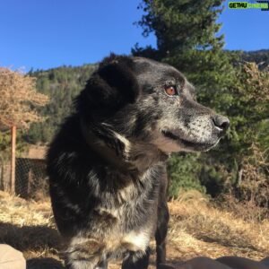 Lino Facioli Instagram - Beauties from @bhutananimalrescue . H8ers gon say it photoshopped. If you are interested in volunteering in Bhutan message me or @bhutananimalrescue and we’ll try to get back to you asap!