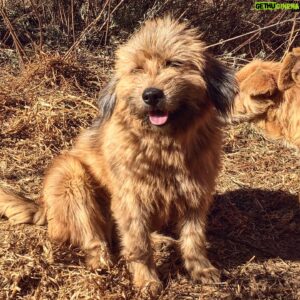 Lino Facioli Instagram - Beauties from @bhutananimalrescue . H8ers gon say it photoshopped. If you are interested in volunteering in Bhutan message me or @bhutananimalrescue and we’ll try to get back to you asap!