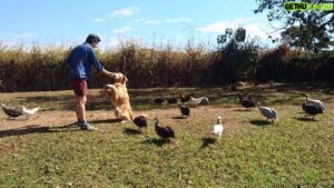 Lino Facioli Instagram - 'Look at all those chickens' #Brasil