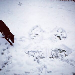 Lisa Moretti Instagram - #snowangel by #lisamorettiofficial in company of Stevie cuz I'm a #doglover 🐾🐾🐾