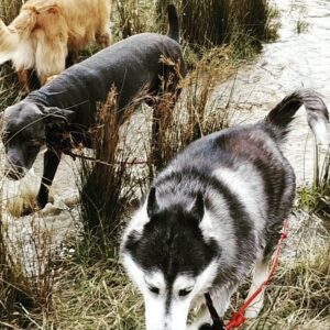 Lisa Moretti Instagram - Everday is happy for these lucky dogs! #doglover