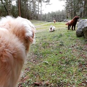 Lisa Moretti Instagram - @lisamorettiofficial in good company! #dogsofinstagram