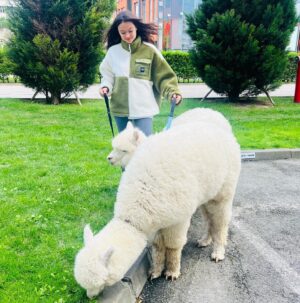 Lívia Bielovič Instagram - Dnešná sobota s takýmito úžasnými zvieratkami…🦙🙏🏼🥰

#saturday
#alpaca
#love
#motherdaughter
#time
#walking
@biteandbytealpacafarm