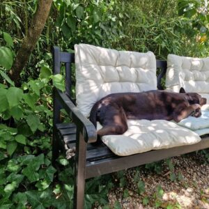 Liza Tzschirner Instagram - Heute ist Tag des Mischlings hat @hundwerkbonn verraten. 💫
Eine hervorragende Ausrede unangemessen viele Bilder von meinem Mischling zu posten.
Sie ist stinkmaus, haariger Wurm, Wildschwein, popofee, eine heilige Niedlichkeit und ich bin sicher auch irgendwo Hund😂❤️ summasummarum mein Liebstes Alles.
