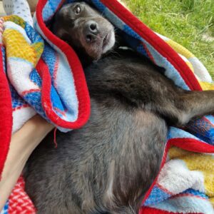 Liza Tzschirner Instagram - Heute ist Tag des Mischlings hat @hundwerkbonn verraten. 💫
Eine hervorragende Ausrede unangemessen viele Bilder von meinem Mischling zu posten.
Sie ist stinkmaus, haariger Wurm, Wildschwein, popofee, eine heilige Niedlichkeit und ich bin sicher auch irgendwo Hund😂❤️ summasummarum mein Liebstes Alles.