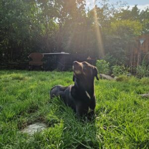 Liza Tzschirner Instagram - Heute ist Tag des Mischlings hat @hundwerkbonn verraten. 💫
Eine hervorragende Ausrede unangemessen viele Bilder von meinem Mischling zu posten.
Sie ist stinkmaus, haariger Wurm, Wildschwein, popofee, eine heilige Niedlichkeit und ich bin sicher auch irgendwo Hund😂❤️ summasummarum mein Liebstes Alles.