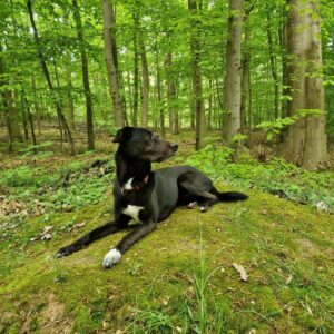 Liza Tzschirner Instagram - Heute ist Tag des Mischlings hat @hundwerkbonn verraten. 💫
Eine hervorragende Ausrede unangemessen viele Bilder von meinem Mischling zu posten.
Sie ist stinkmaus, haariger Wurm, Wildschwein, popofee, eine heilige Niedlichkeit und ich bin sicher auch irgendwo Hund😂❤️ summasummarum mein Liebstes Alles.