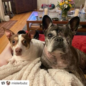 Lizze Gordon Instagram - Jelly is my mother n my daughter, the light in the dark, my world. She is pure love, the strongest bitch I know with killer comedic timing - And She will be adding cancer to the list of evil she’ll be terminating this year. 
#Repost @misterbubz 
・・・
Considering I am one to relish in the destruction of my enemies, I must also acknowledge that without worthy opposition, one can never reach their full potential! So hear I am, bestowing respect upon my adversary, Thicc Canine!! Your battle against your planets wretched disease of cancer shall be commended!! You are foolish if you are to think that something other than myself is to be your downfall!! NEVER!! We shall beat this together, so we can have our inevitable ultimate showdown of Good vs Evil!! But if anyone is to ask, it is I who has taken your precious oculus!!! PRAISE BE TO LORD BUBBAS...AND FOR NOW, THICC CANINE!!!