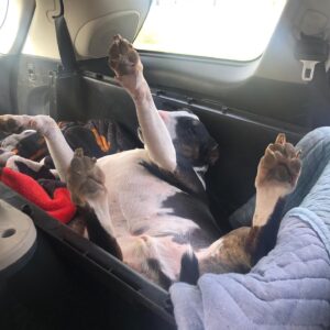 Lochlyn Munro Instagram - Rocco has tough time getting comfy on car rides......said no one, EVER!! 😳😎
#CrazyBully