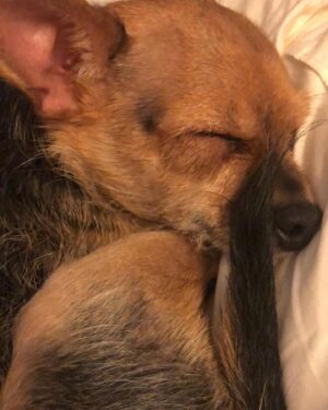 Loosey LaDuca Instagram - IT’S MY BABY’S BIRTHDAY!!!!

Rocko is my best friend, my partner in crime, the little creature I live for and he brings me immense happiness every day. He’s gotten me through my worst times and been there for the best. We don’t deserve dogs. 

Please consider donating to the charity in my story❤️