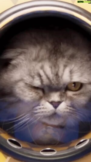 Lorne Balfe Instagram - Don’t fur-get to check out the trailer - Out Meow