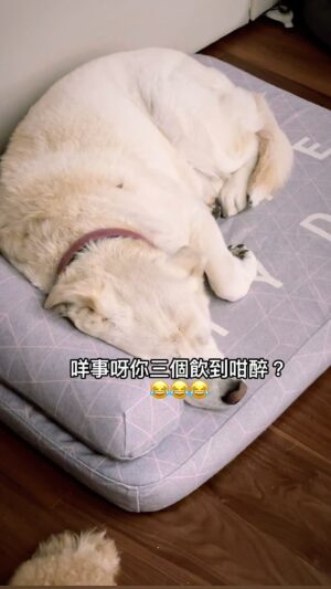 Louis Cheung Instagram - 明明係狗仔
飲到貓哂🤦🏻‍♂️

#cutedogs 💖😂