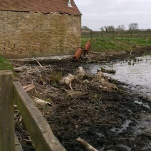 Louis Hynes Instagram - Is meeting up with pigs breaking lockdown rules?