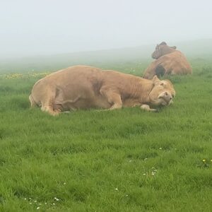 Louisa Erlich Instagram - Of course I have to make a separate post solely highlighting the Aran Islands and The Cliffs of Moher. This was by far my favorite part of the trip. We visited the smallest island, Inis Oírr, with a population of about 350 people. Led by our amazing tour guide Trevor and his beloved horse Abby.

We finished the day going back to Galway via a scenic drive of Ireland’s emerald green country side, and then went back at our hotel to listen to gorgeous live classical music 🎵