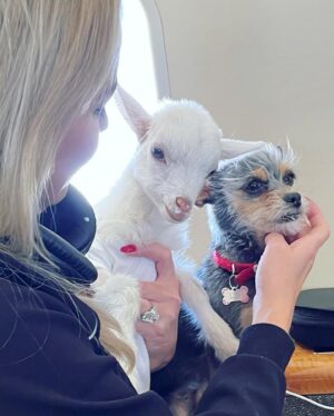 Louise Linton Instagram - Sunshine is a baby goat born with a severe cleft palate. 
This birth defect needs multiple surgeries by innovative surgeons to be repaired...the thing is- many hospitals that treat goats do not do these surgeries. Viva rescue has a surgeon and a program set up specifically for such extreme cases. 

Sunshine was all the way in New York and the Viva sanctuary is in CA so when they needed to find a way to transport her, I offered to help. I never knew the first time I would change a diaper would be for a goat! 

This morning sunshine got the first of many procedures as she got a tube placed surgically so the Viva team can feed her bypassing the cleft palate until she is strong enough for her series of reconstructive surgeries. 

Please remember that while baby goats are cute, buying them Before they are weaned from their mothers is WRONG. Visit respected rescue sanctuaries instead. 🐐💗🙌🏼☀️