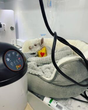 Louise Linton Instagram - Sunshine is a baby goat born with a severe cleft palate. 
This birth defect needs multiple surgeries by innovative surgeons to be repaired...the thing is- many hospitals that treat goats do not do these surgeries. Viva rescue has a surgeon and a program set up specifically for such extreme cases. 

Sunshine was all the way in New York and the Viva sanctuary is in CA so when they needed to find a way to transport her, I offered to help. I never knew the first time I would change a diaper would be for a goat! 

This morning sunshine got the first of many procedures as she got a tube placed surgically so the Viva team can feed her bypassing the cleft palate until she is strong enough for her series of reconstructive surgeries. 

Please remember that while baby goats are cute, buying them Before they are weaned from their mothers is WRONG. Visit respected rescue sanctuaries instead. 🐐💗🙌🏼☀️