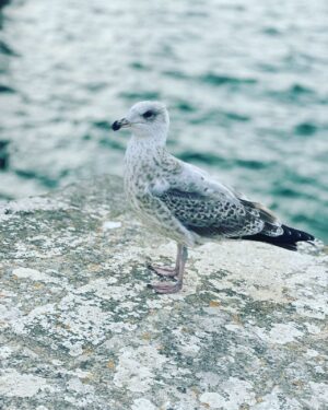 Louise Monot Instagram - Merci 🙏🏻♥️ @relaisthalassoiledere pour votre accueil!