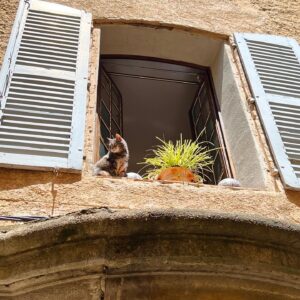 Lu Parker Instagram - “Don’t stare at the closed door too long…you’ll miss the window opening” 

I love this quote & it’s so relevant while in France seeing many beautiful unique doors & windows in these small towns. I often wonder who lives behind the door and what they dream of when they look out their windows. 

What do you dream of? 💕

#provence #travel #windows #kitty #doors #france #explore #joy #universe #history #womenwhotravel #getaway #dream #love #life