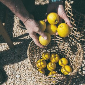 Luca Calvani Instagram - 🍋 Questo piccolo limone non produceva nemmeno un frutto quando siamo arrivati al casale 5 anni fa. Stavamo addirittura contemplando di rimuoverlo per dare più luce alla finestra della cucina. Chissà, forse ci ha sentito ponderare sul suo destino e ha deciso di dimostrarci il suo valore: da allora è inarrestabile, producendo 40/50 Kg limoni all’anno, in tutte le stagioni. È davvero un alberello virtuoso.

Questa esperienza mi ricorda quanto sia importante guardare oltre le apparenze e trovare il valore nascosto in ciò che ci circonda, trasformando ogni situazione, anche quella che sembra più sfavorevole, in un’opportunità per crescere e migliorare.

#goodmorning #ottimismosempre #ottimismo #Trasformazione #lemon #lemontree #garden #countrylife #countryhouse #outfit #farmer #farmhouse #tuscany 

Ph @intheblinkofamirror