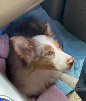 Luca Ferrari Instagram - Do dia que eu tive que dar um até breve pra última filhote da Vegas que ainda estava comigo! Foi com nosso carinho e amor pra ser a mascote da @redneckstore_br que está prestes a inaugurar a loja nova!! Deus abençoe vocês meus amigos ! Pra cima 🙏🏼🔥🚀