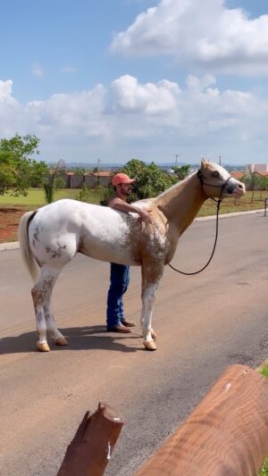Luca Ferrari Instagram - O horse mais lindo do planeta que fala? Filhão #king #appaloosa #moiadeiros