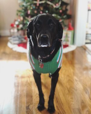 Lucas Adams Instagram - Lando and his Christmas sweater 🎄