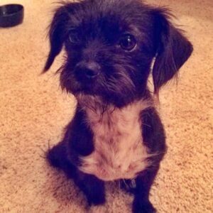 Lucas Grabeel Instagram - This incredible creature has changed my life. She's my very good friend, Penny Lane. #nationalrescuedogday