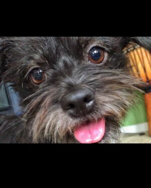 Lucas Grabeel Instagram - This incredible creature has changed my life. She's my very good friend, Penny Lane. #nationalrescuedogday