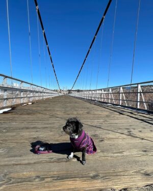 Lucas Grabeel Instagram - This incredible creature has changed my life. She's my very good friend, Penny Lane. #nationalrescuedogday